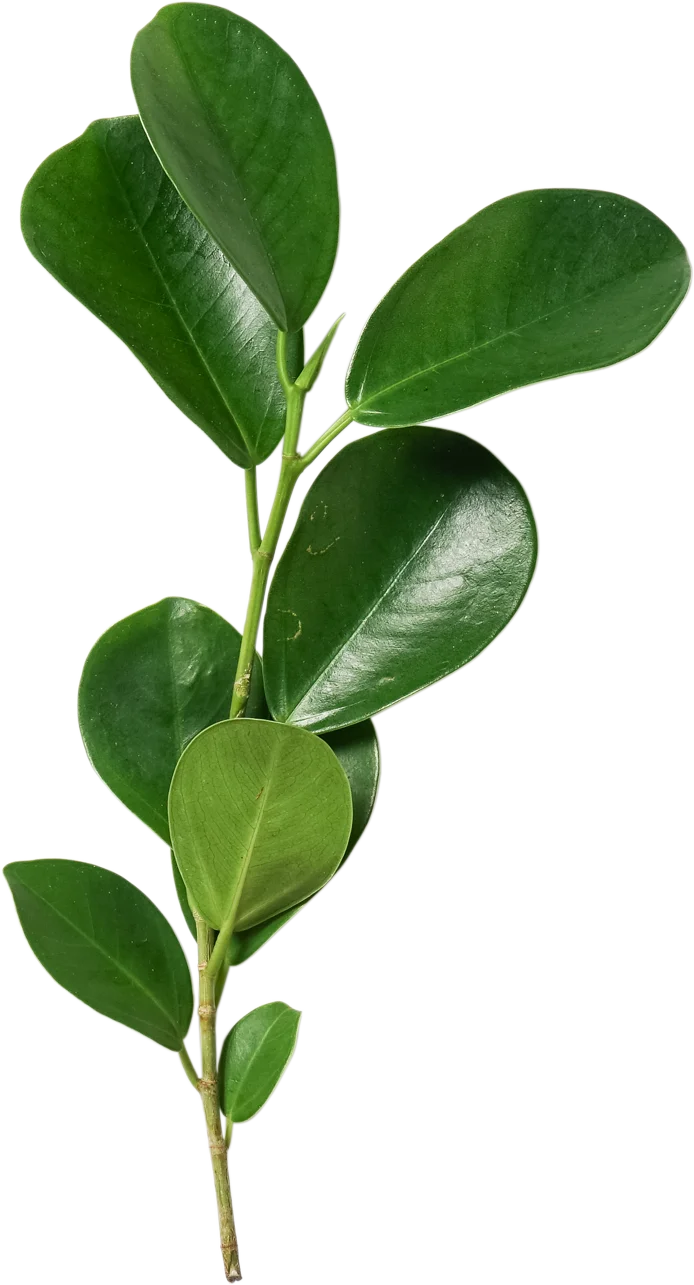 Fig. 1 — Plant specimen