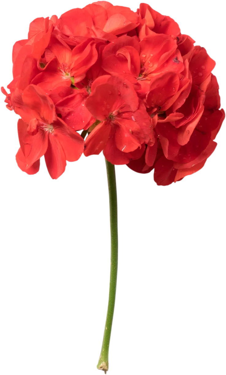 Fig. 2 — Flower specimen