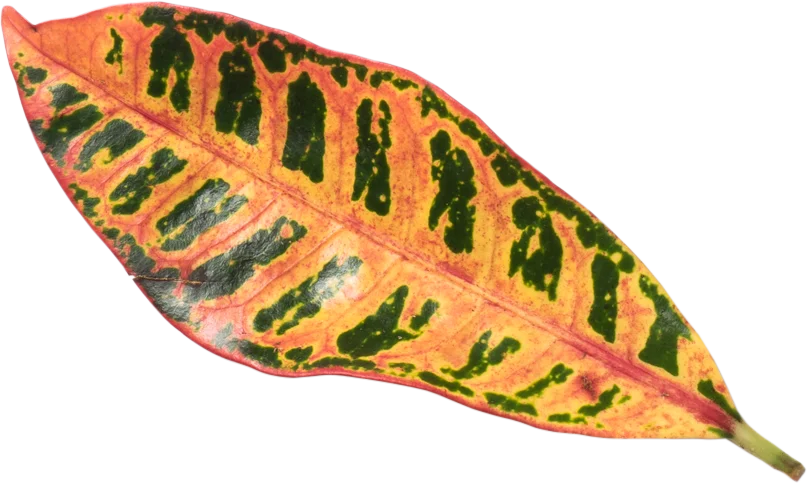 Fig. 3 — Leaf specimen