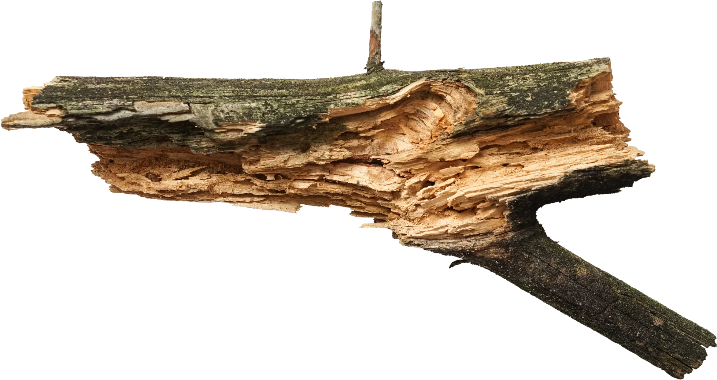 Fig. 4 — Wood specimen